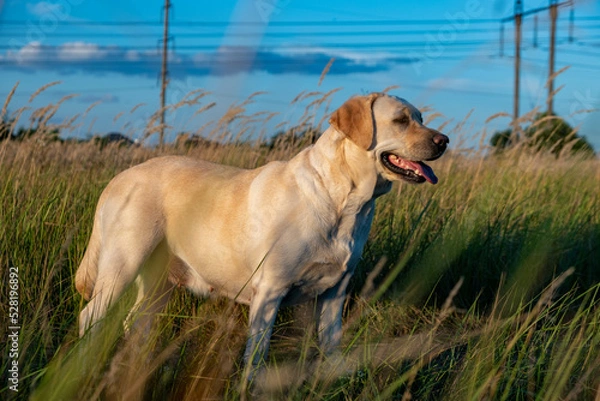 Fototapeta portrait of a white female labrador in the grass. Dog labrador fawn color in the grass between the ears against the background of the blue sky.
