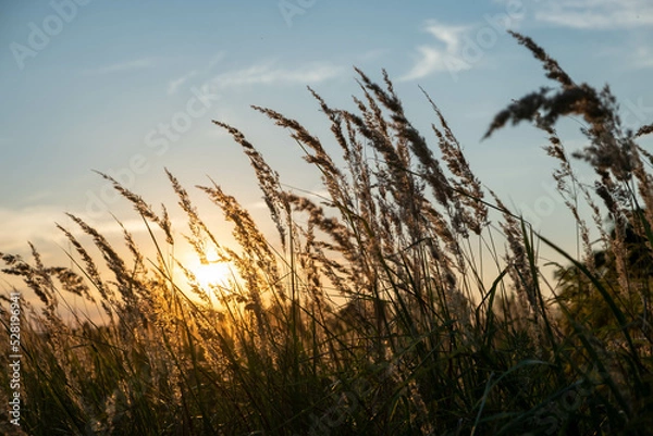 Fototapeta Sunset in the field. Ears of grass close-up. Dry grass close up. Spikelets against the blue sky. The rays of the sun pass through the ears.