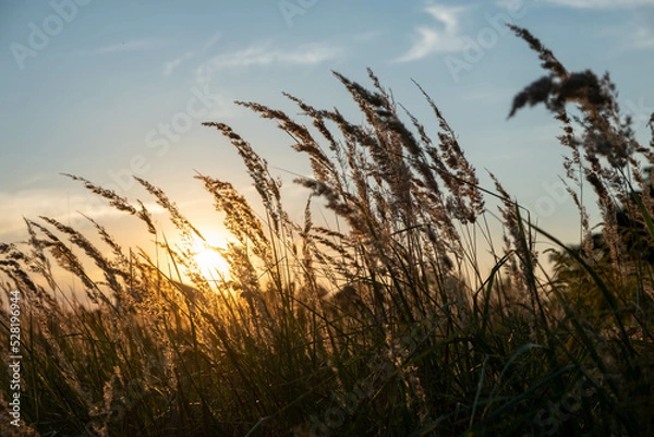 Fototapeta Sunset in the field. Ears of grass close-up. Dry grass close up. Spikelets against the blue sky. The rays of the sun pass through the ears.
