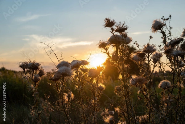 Fototapeta Sunset in the field. Ears of grass close-up. Dry grass close up. Spikelets against the blue sky. The rays of the sun pass through the ears.