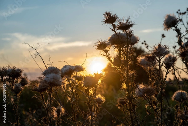 Fototapeta Sunset in the field. Ears of grass close-up. Dry grass close up. Spikelets against the blue sky. The rays of the sun pass through the ears.