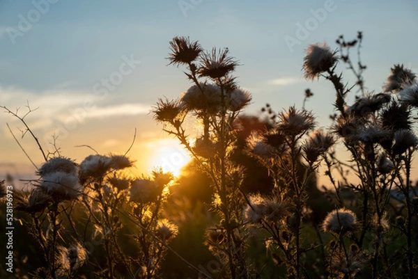 Fototapeta Sunset in the field. Ears of grass close-up. Dry grass close up. Spikelets against the blue sky. The rays of the sun pass through the ears.