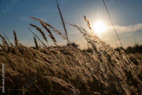Fototapeta Sunset in the field. Ears of grass close-up. Dry grass close up. Spikelets against the blue sky. The rays of the sun pass through the ears.