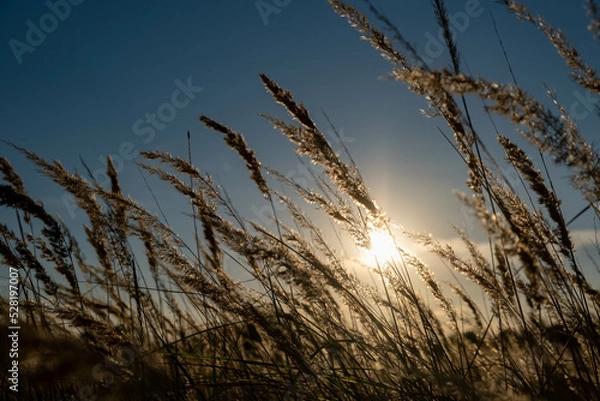 Fototapeta Sunset in the field. Ears of grass close-up. Dry grass close up. Spikelets against the blue sky. The rays of the sun pass through the ears.