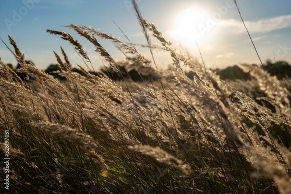 Fototapeta Sunset in the field. Ears of grass close-up. Dry grass close up. Spikelets against the blue sky. The rays of the sun pass through the ears.