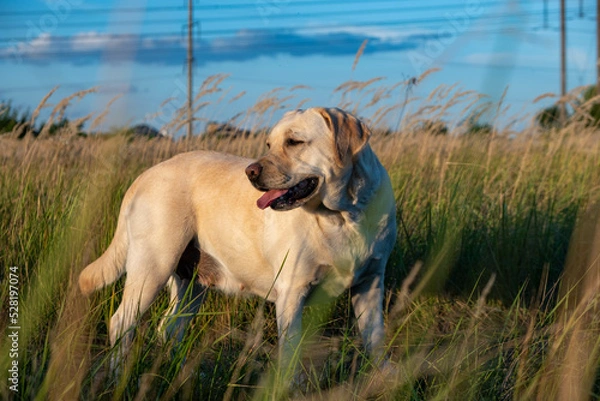Fototapeta portrait of a white female labrador in the grass. Dog labrador fawn color in the grass between the ears against the background of the blue sky.