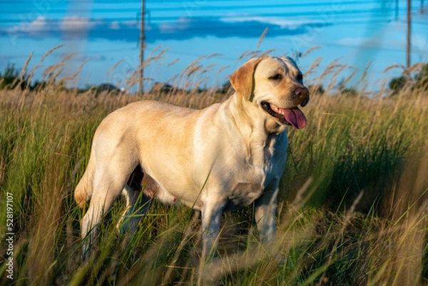 Fototapeta portrait of a white female labrador in the grass. Dog labrador fawn color in the grass between the ears against the background of the blue sky.