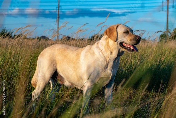 Fototapeta portrait of a white female labrador in the grass. Dog labrador fawn color in the grass between the ears against the background of the blue sky.