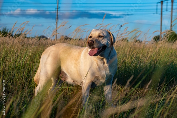 Fototapeta portrait of a white female labrador in the grass. Dog labrador fawn color in the grass between the ears against the background of the blue sky.