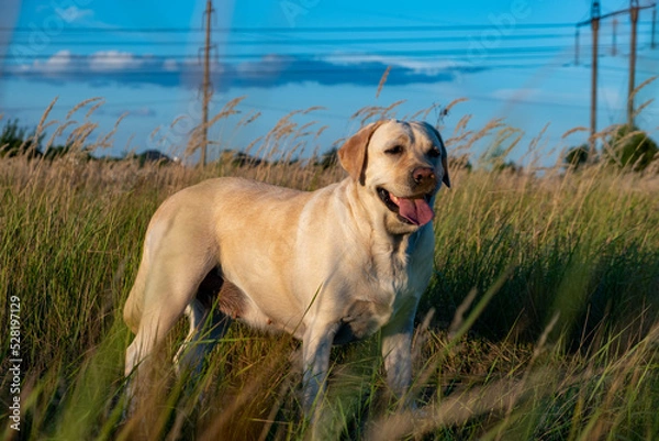 Fototapeta portrait of a white female labrador in the grass. Dog labrador fawn color in the grass between the ears against the background of the blue sky.