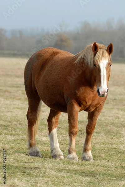 Obraz cheval alezan dans une prairie