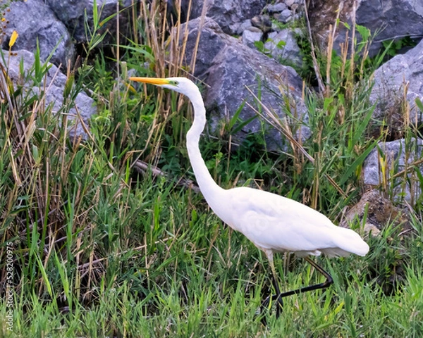 Obraz great white heron