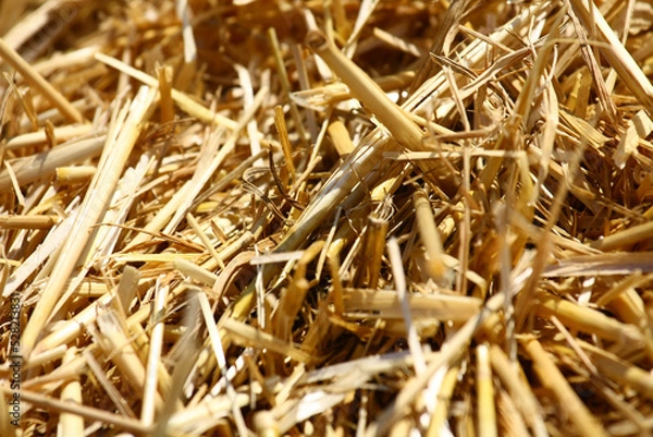 Fototapeta Dry straw in a bale.