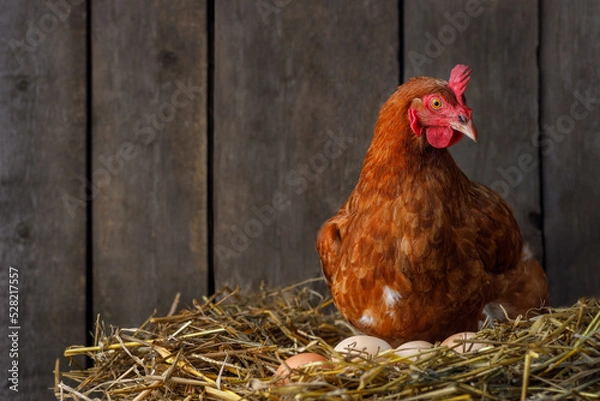 Fototapeta hen hatching eggs in nest of straw inside chicken coop