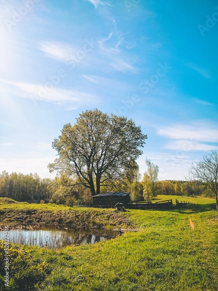 Fototapeta Rural autumn landscape.  The beauty of the estate: a large, branchy tree, a pond, a pasture for animals