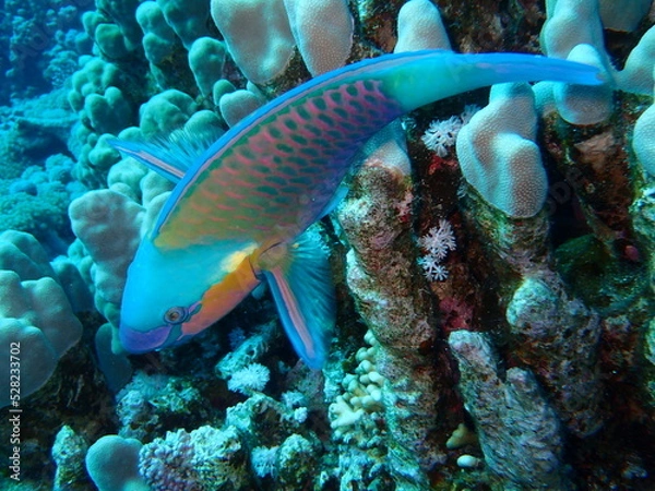 Fototapeta OLYMPUS DIGITAL CAMERA