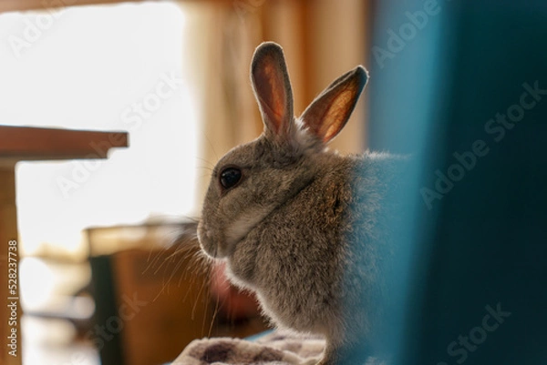 Fototapeta うさぎ