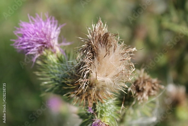 Obraz Distel im Herbst 3