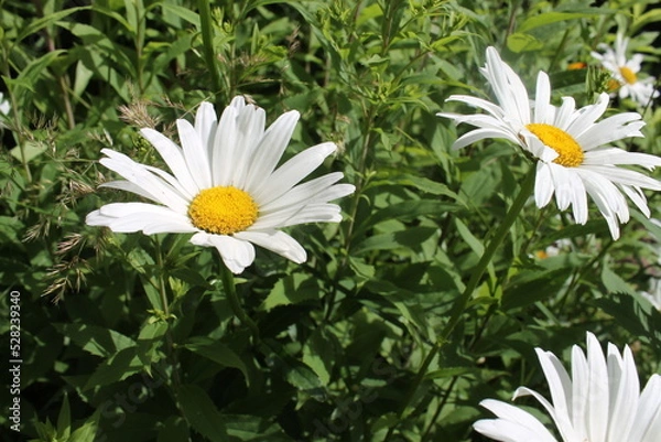 Obraz Gartenmagarite