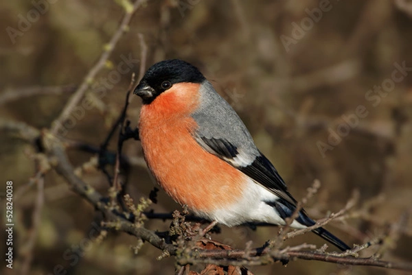 Fototapeta Gimpelmännchen sitzt auf dem Zweig einer Schlehe