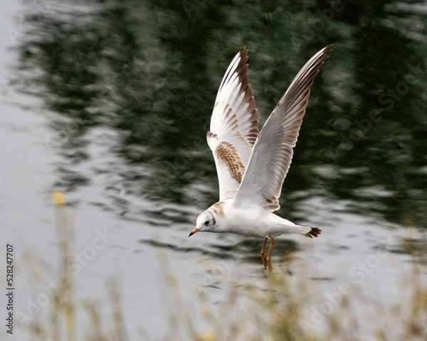 Obraz seagull in flight