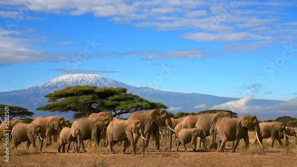 Obraz Kilimandżaro Ze Stadem Słoni