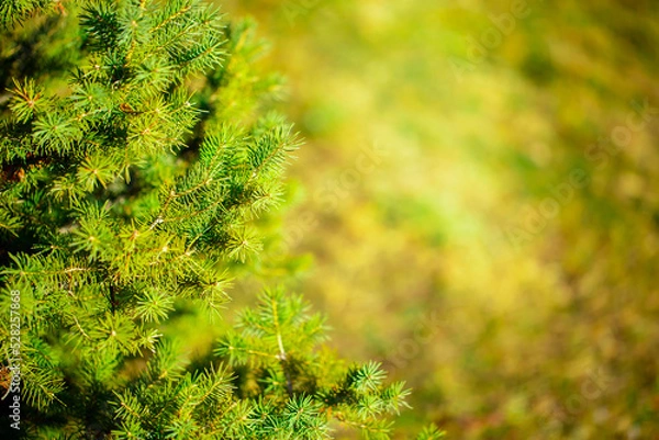 Fototapeta Fir branches close-up. Coniferous trees in the forest. Winter Christmas background. Christmas background, beautiful nature