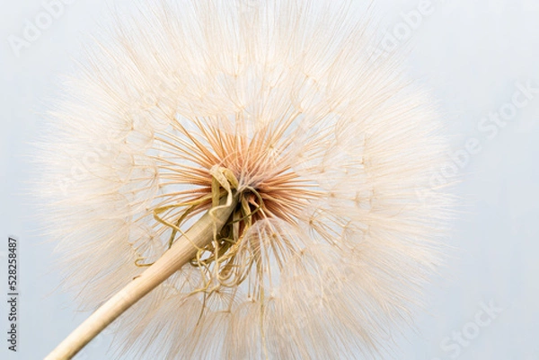 Fototapeta dandelion goatbeard on turquoise background