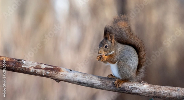 Obraz squirrel eating nut