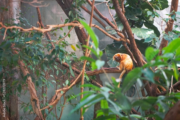 Obraz monkey on a tree