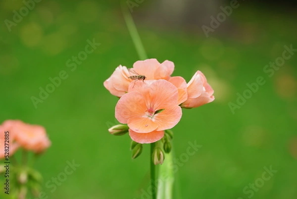 Obraz Owad na płatku 