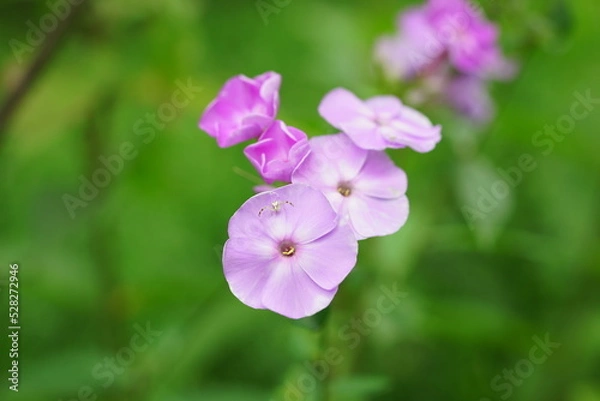 Obraz Fioletowe kwiaty i mały pająk