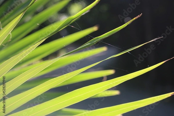 Obraz close up of a palm leaf