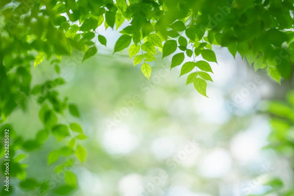 Fototapeta Closeup of beautiful nature view green leaf on blurred greenery background in garden with copy space using as background wallpaper page concept.