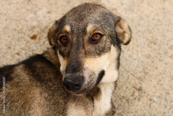 Obraz poz vermeyi seven sevimli bir köpek