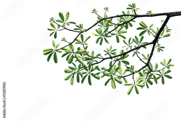 Fototapeta green leaves and tree branch on white background