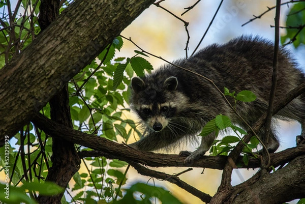 Obraz Racoon in a tree