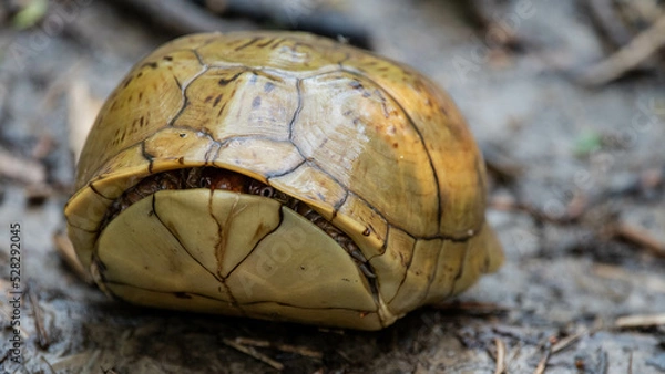 Obraz Shy box turtle