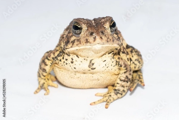 Obraz Toad on white background