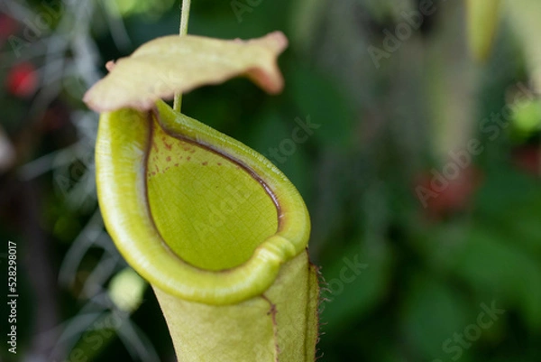 Obraz Pitcher plant 