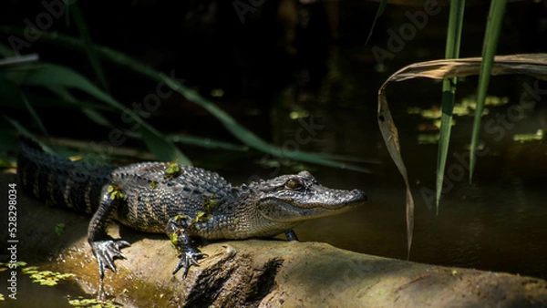 Obraz American alligator 