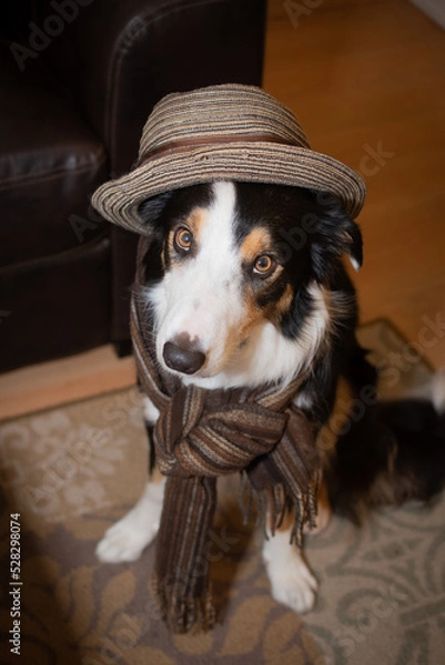 Obraz Dog in a hat 