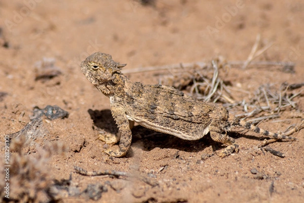Obraz Round tailed horned lizard 