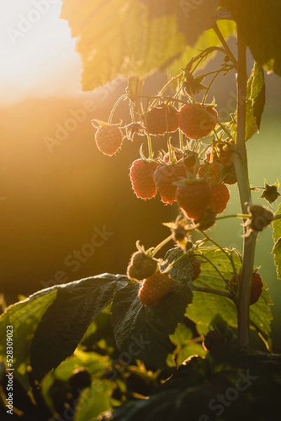 Obraz czerwone soczyste dojrzałe owoce malin na krzaku, pokazane w słońcu.