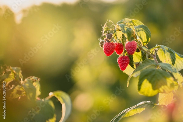 Obraz czerwone soczyste dojrzałe owoce malin na krzaku, pokazane w słońcu.