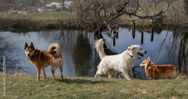 Obraz Three dogs of different breeds play on the shore of the pond on the lawn in summer fun