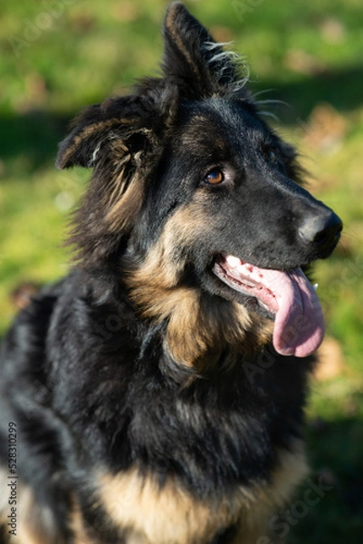 Obraz Owczarek niemiecki, czarny, długowłosy, podpalany