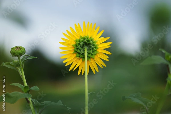 Obraz sunflower from behind