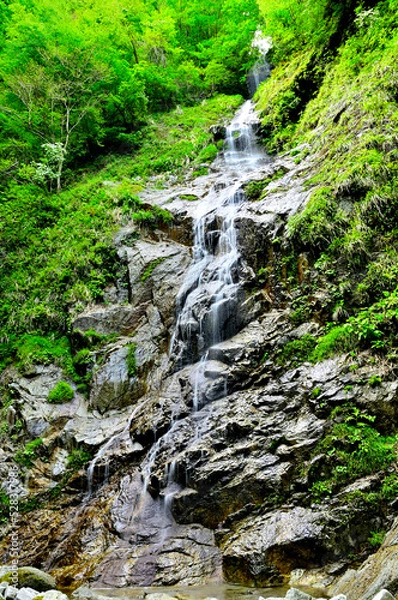 Fototapeta 西丹沢の畦ヶ丸　新緑の頃　本棚の隣の涸棚
"本棚の滝は落差60mもあるダイナミックな滝。早戸大滝、遺言棚と共に丹沢三滝のひとつである。
西丹沢の畦ヶ丸山域の山地にあり、三方向を見上げるほどの絶壁に囲まれたロケーションの場所に豪快な滝が現れる。滝のある場所は観光地ではないので見学を規制する柵などは一切なく、滝の間近まで寄って見物することが可能で、それはもう迫力のある滝を存分に満喫することができるのが