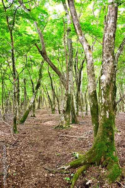 Fototapeta 西丹沢の明神山山頂
明神山は西丹沢の南西、神奈川県と静岡県との県境尾根（神奈川・静岡県境尾根）に位置する山。神奈川・静岡県境尾根の明神峠と湯船山との中間に位置する。山頂は森の中で山頂を示す標も何も見つけられなく、気にしていなければ気付かずに通り過ぎてしまうような場所。
